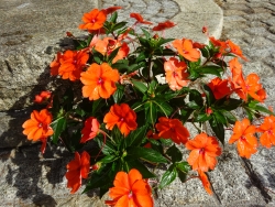 Impatiens  ''Sunpatiens''