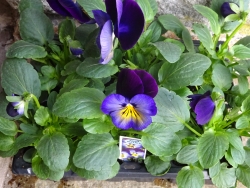 Pansies