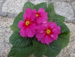 Primroses