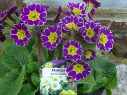 Primula Little Queen