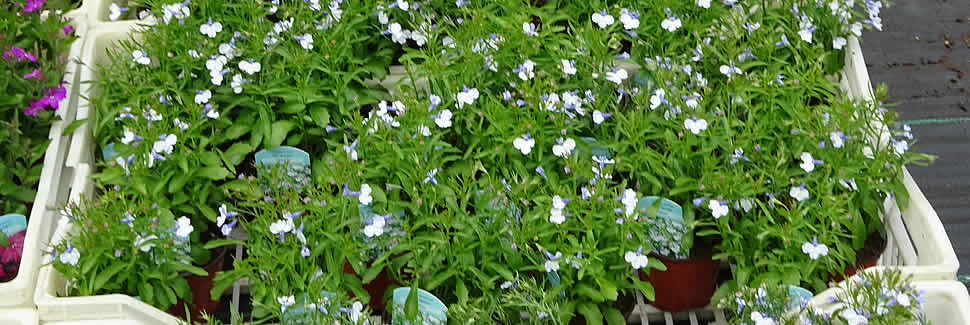 Hanging baskets and plants for hanging baskets from Mortimers Nurseries in Calstock