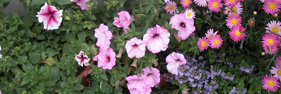 Plants for the patio