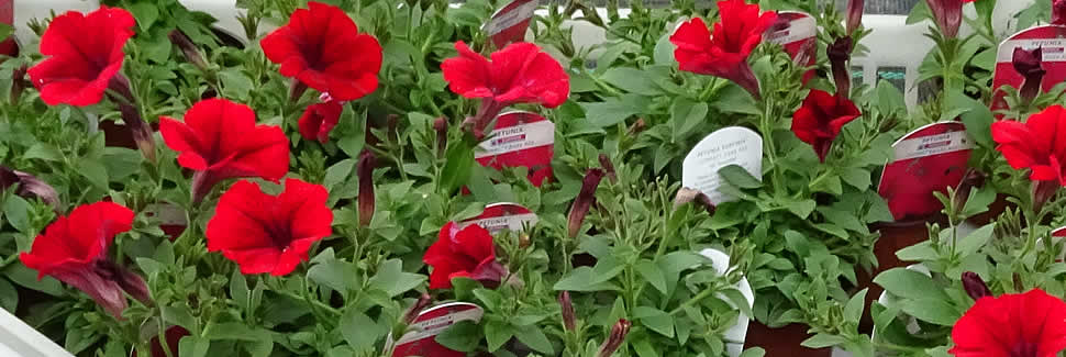 Petunia and other bedding plants supplied by Mortimers Nurseries Calstock